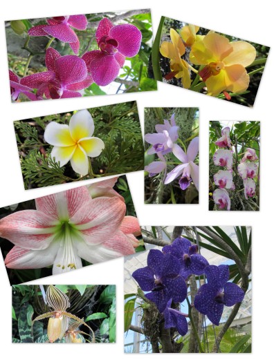 2011 Hawaii Orchids